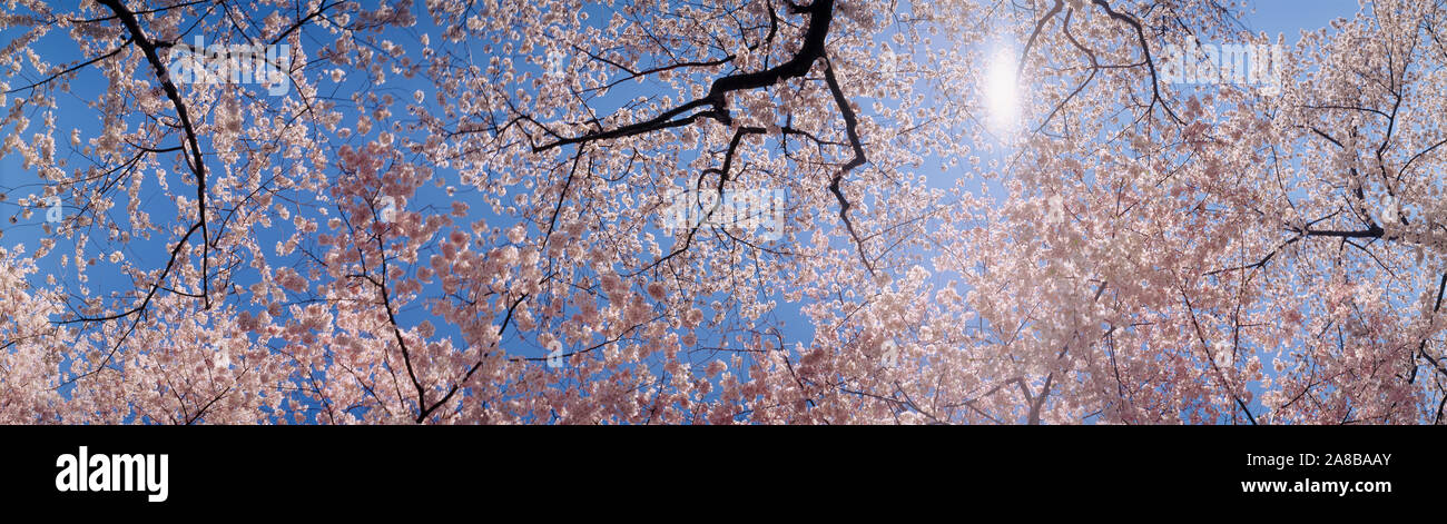 Basso angolo di vista di alberi di ciliegio in fioritura, Washington DC, Stati Uniti d'America Foto Stock