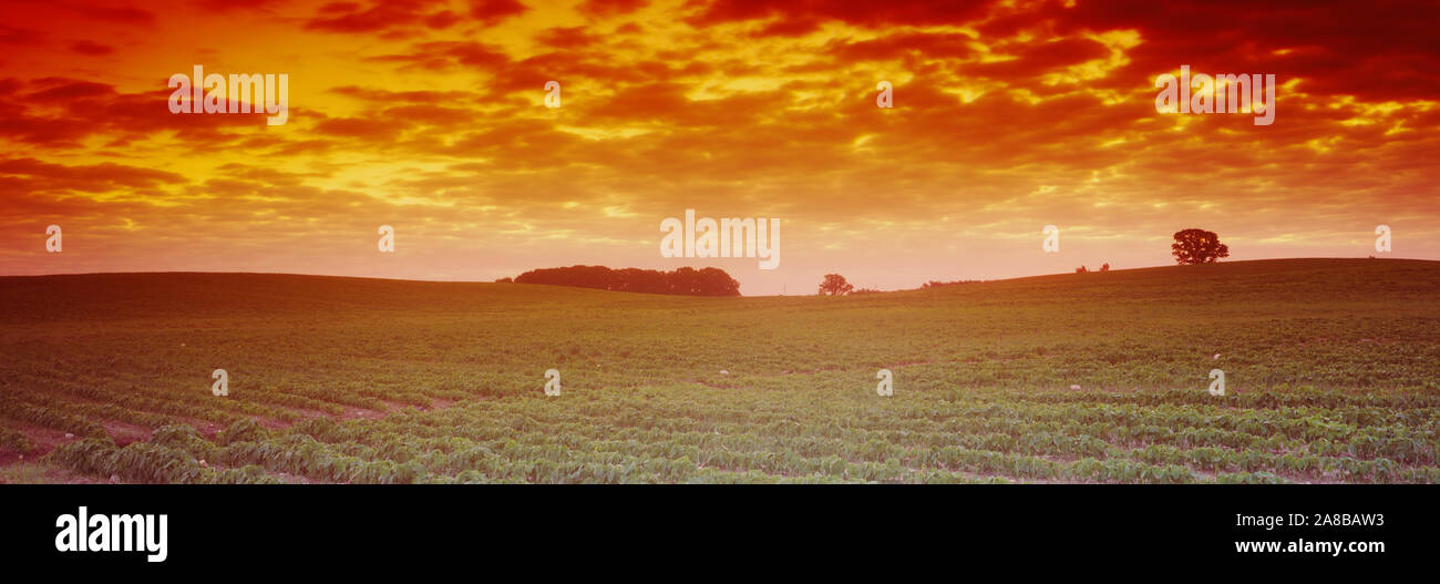 Nuvole sopra un campo di semi di soia, Albert Lea Township, Freeborn County, Minnesota, Stati Uniti d'America Foto Stock