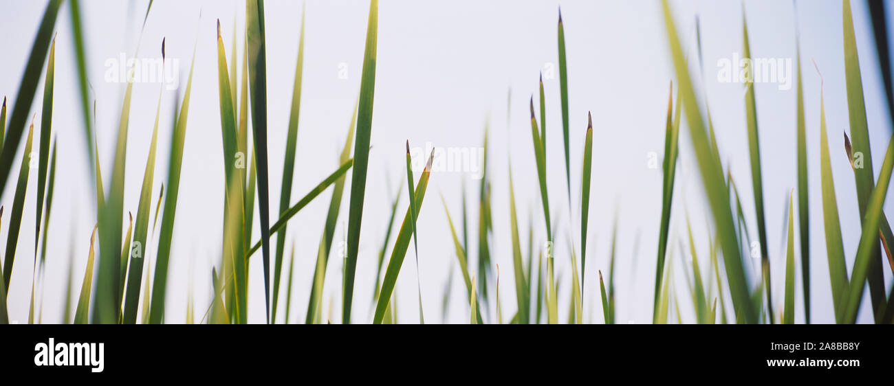 Close-up di tifa per erba (Typha latifolia) Foto Stock