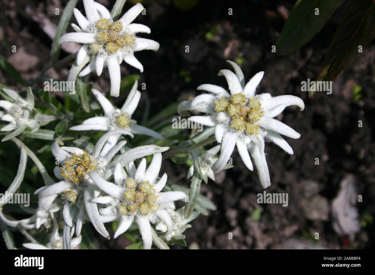 CLOSE-UP DI FIORI EDELWEISS (Leontopodium nivale). Foto Stock
