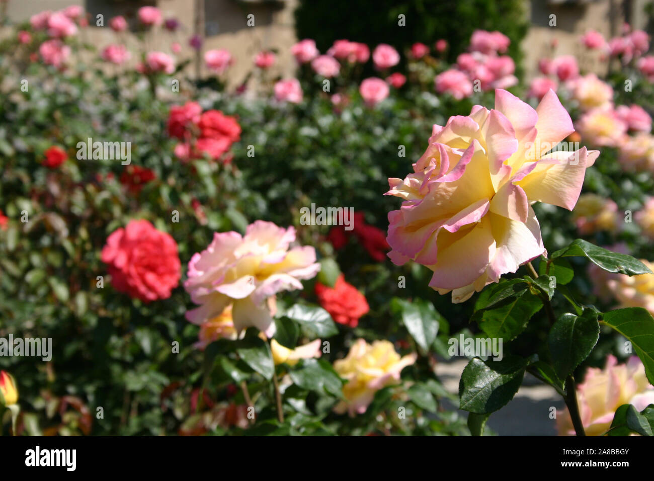 STACCATA DA GIARDINO DI ROSE CREMA CON BORDI ROSA (ROSA) Foto Stock