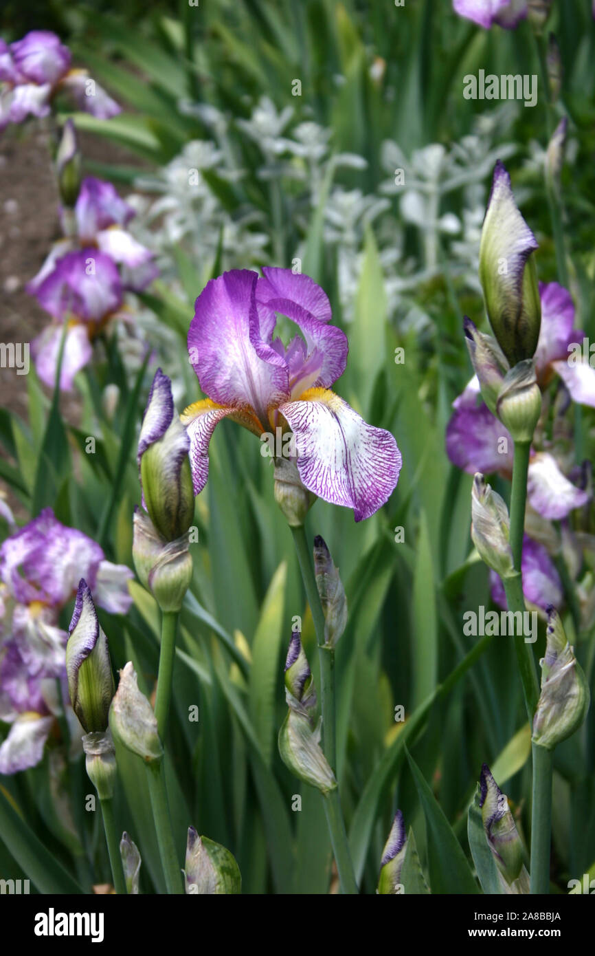 Viola e bianco iridi in crescita. Foto Stock