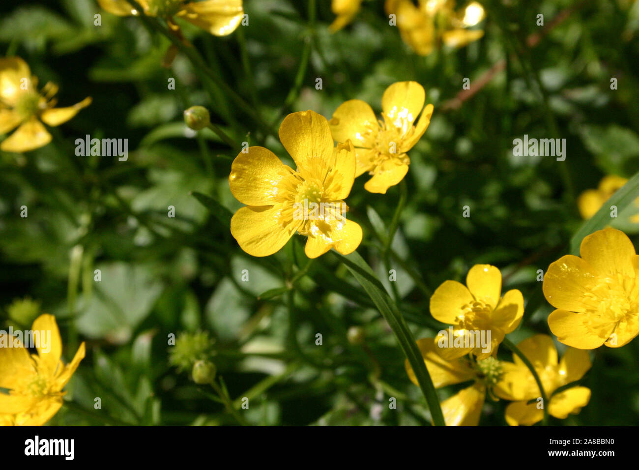 FIORI GIALLI DELLA BUTTERCUP STRISCIANTE (RANUNCULUS REPENS), CHE È VELENOSA PER L'UOMO E GLI ANIMALI QUANDO È FRESCA E PUÒ CAUSARE DERMATITI DA CONTATTO. Foto Stock