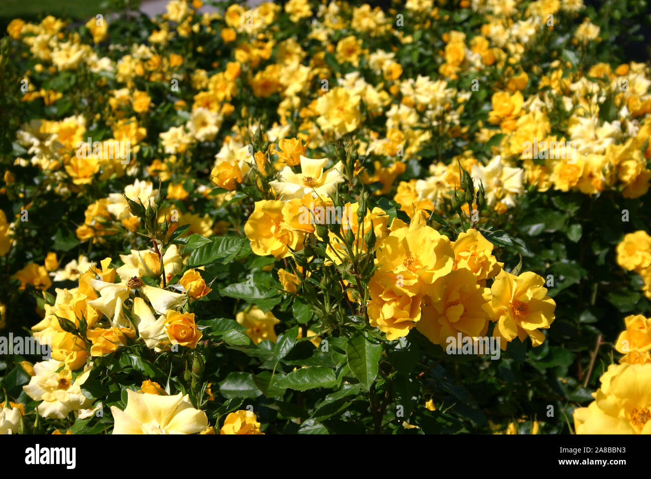 UNA SIEPE DI CESpugli DI ROSE GIALLE IN PIENA FIORITURA, NEW SOUTH WALES, AUSTRALIA. Foto Stock