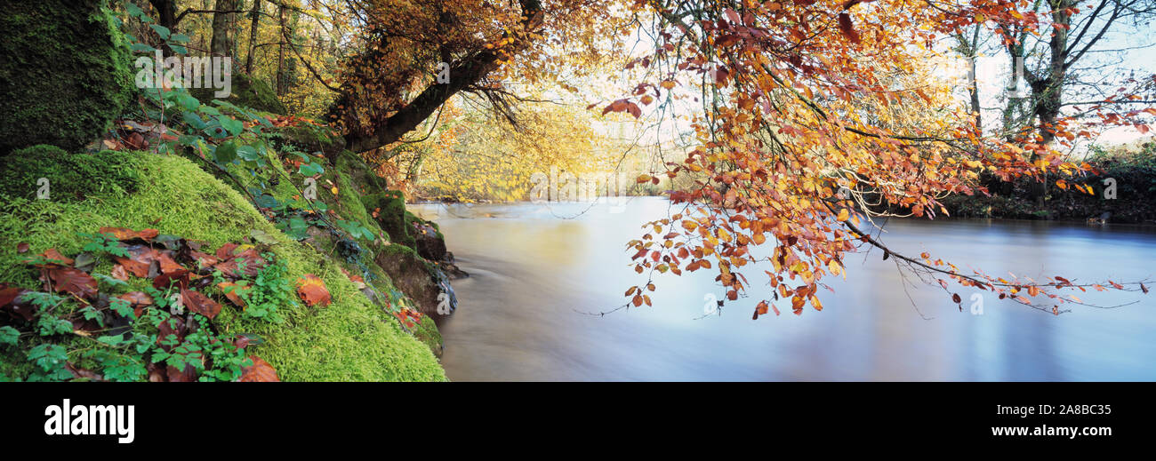 Alberi lungo un fiume fiume Dart, Bickleigh, metà Devon, Devon, Inghilterra Foto Stock