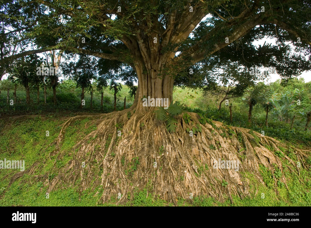 Piangendo Fig Tree (Ficus benjamina) in un campo, Lago di Arenal, Guanacaste in Costa Rica Foto Stock