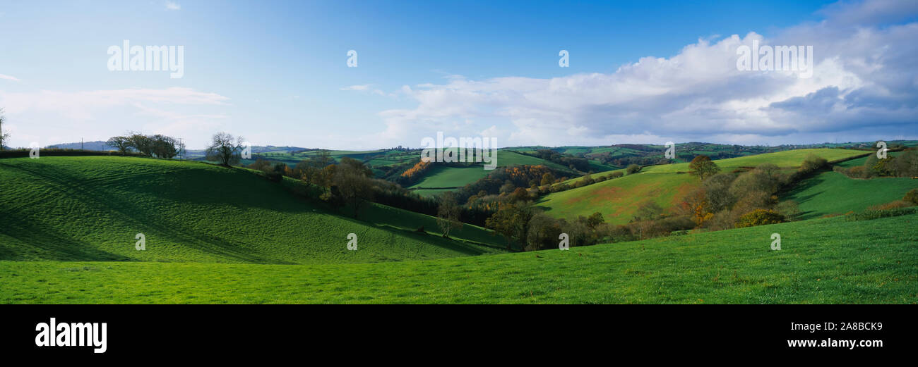 Alberi su un paesaggio, Bickleigh, metà Devon, Devon, Inghilterra Foto Stock