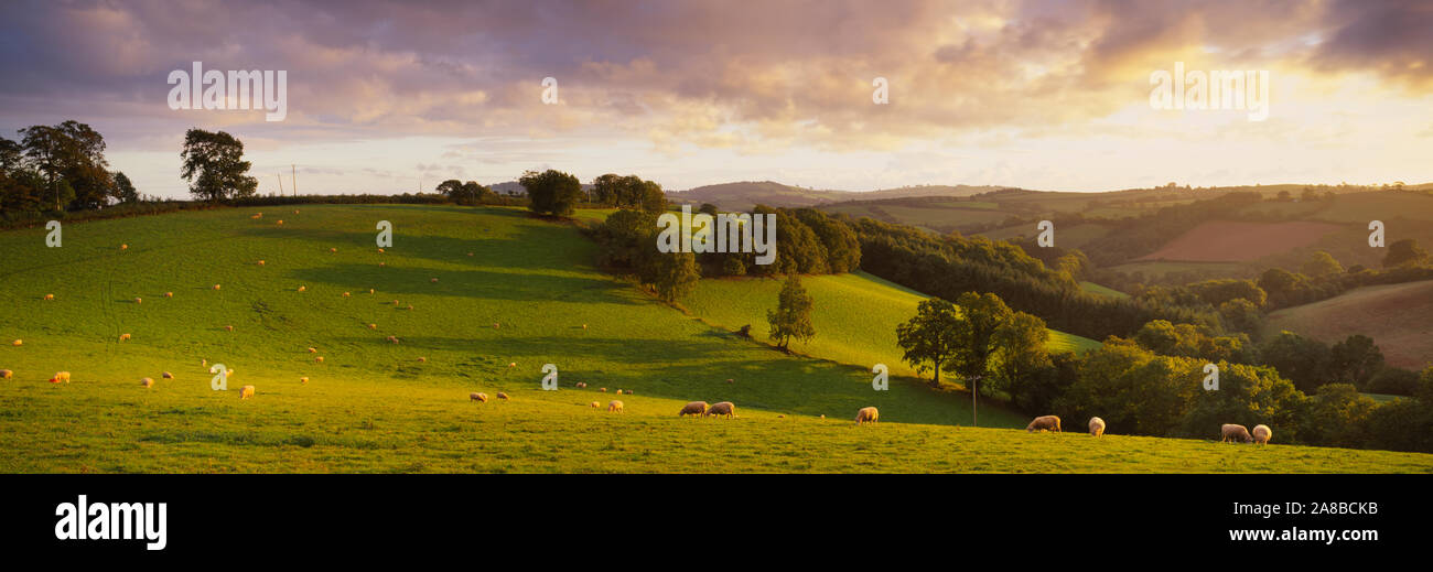 Angolo di alta vista di pecore al pascolo in un campo, Bickleigh, metà Devon, Devon, Inghilterra Foto Stock