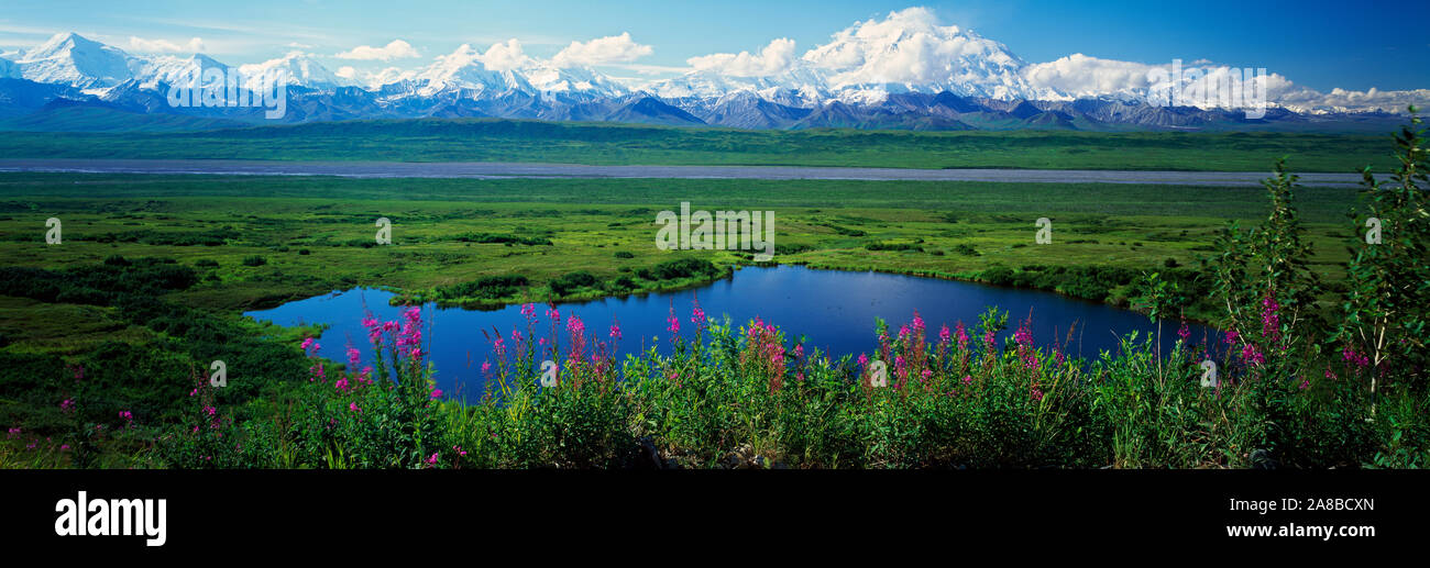 Paesaggio con fiori fireweed (Epilobium latifolium), il lago e distante monte McKinley e Alaska Range montagne, Parco Nazionale di Denali, Alaska, STATI UNITI D'AMERICA Foto Stock