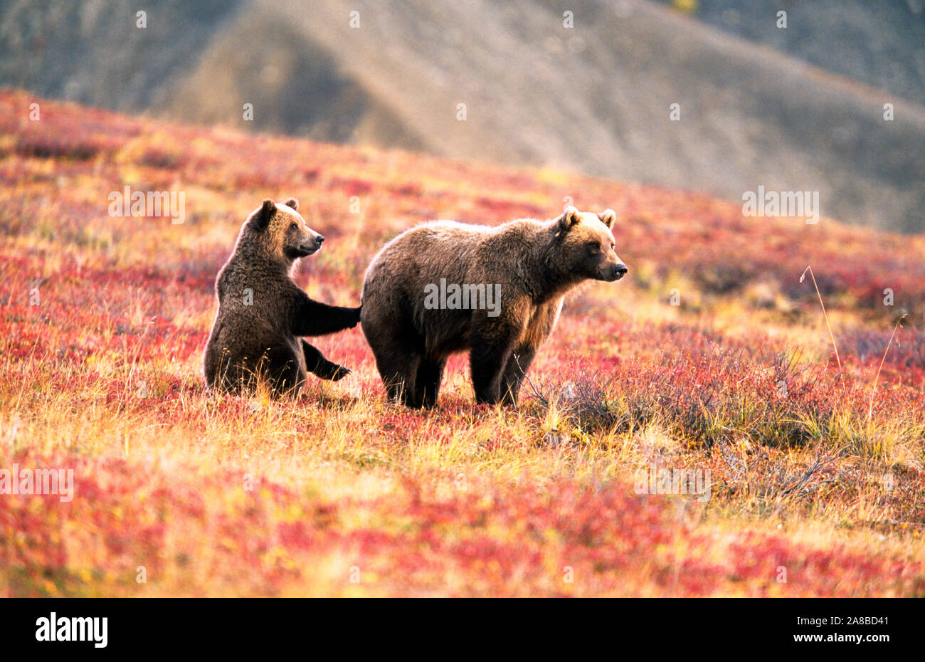 Orso grizzly e cub nel paesaggio autunnale, Parco Nazionale di Denali, Alaska, STATI UNITI D'AMERICA Foto Stock