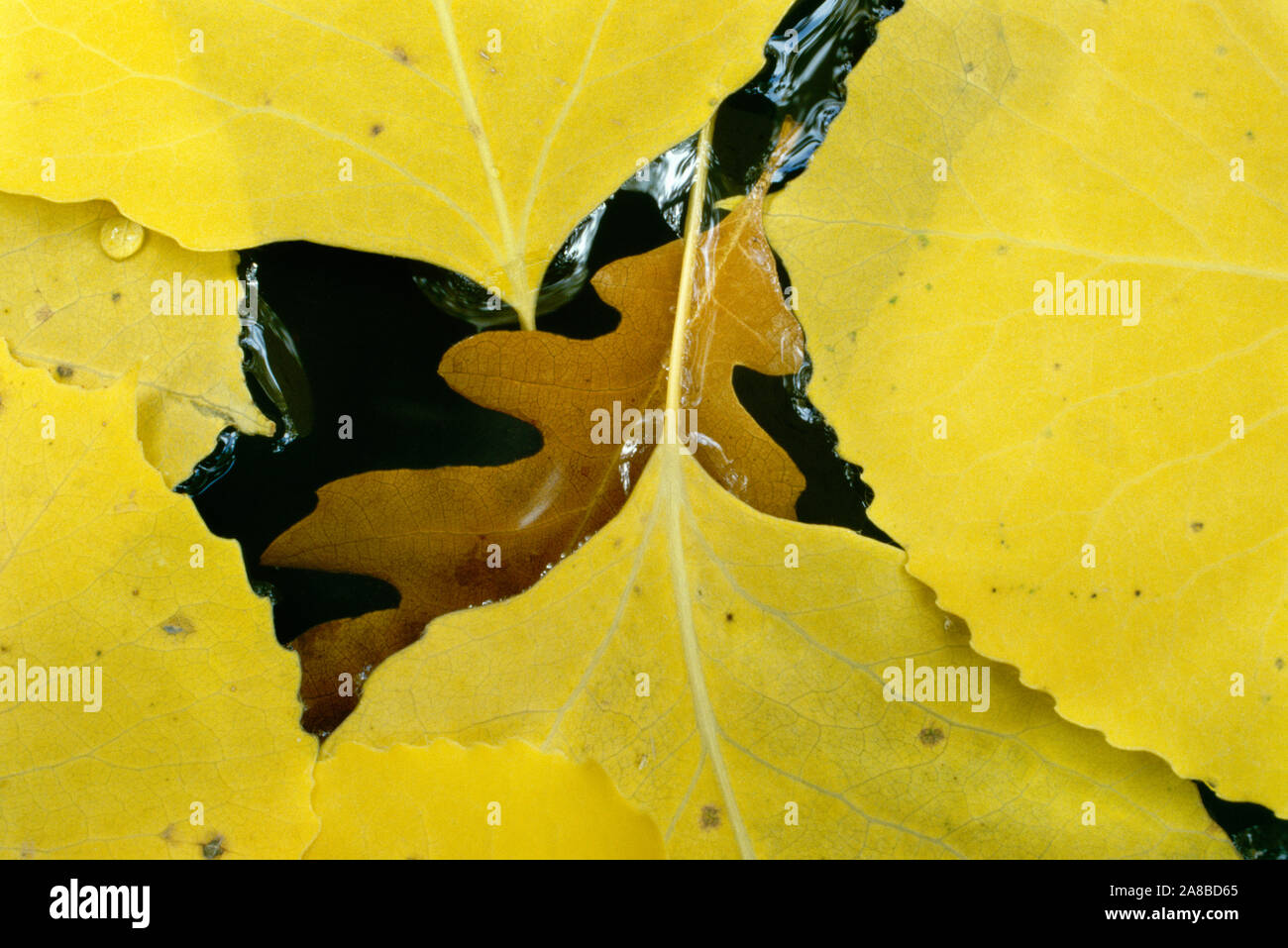 Close-up di caduti gambel giallo di foglie di quercia in autunno Foto Stock