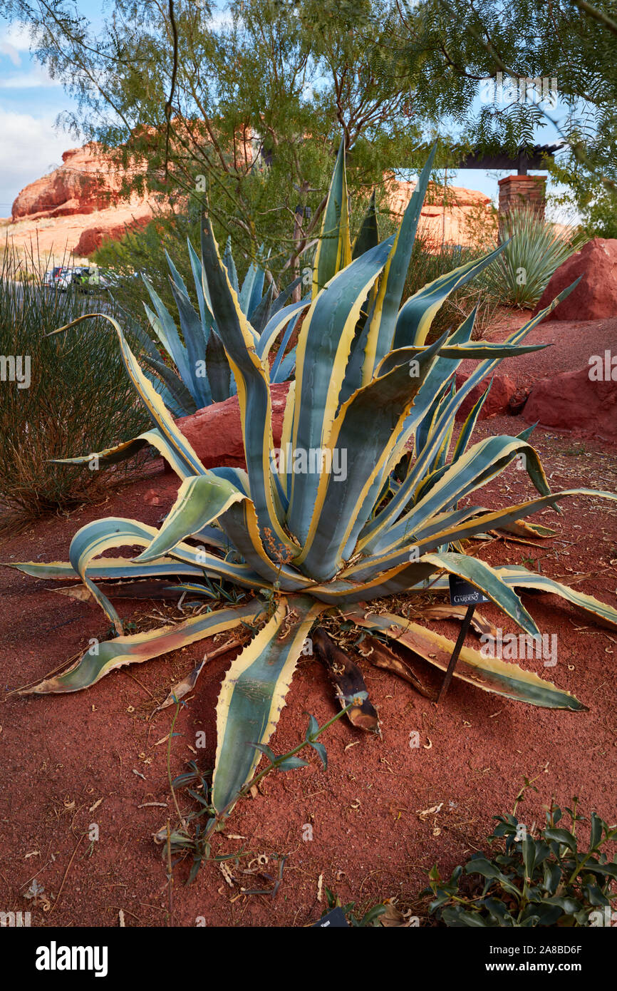 Pianta di agave a colline rosso deserto giardino, San Giorgio, Utah Foto Stock