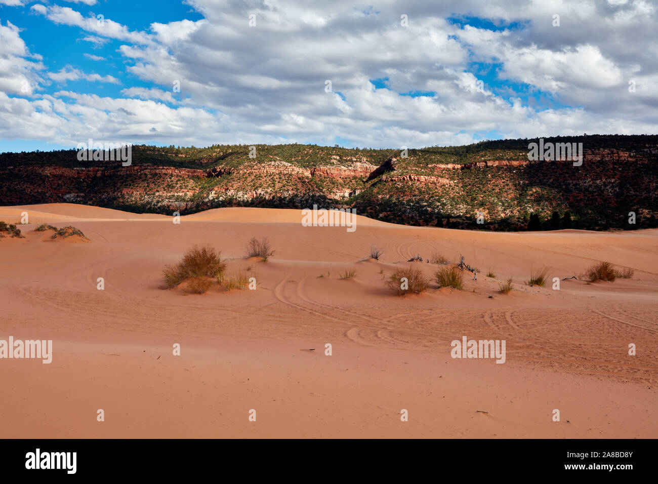 Coral Pink dune di sabbia vicino a Kanab, Utah Foto Stock