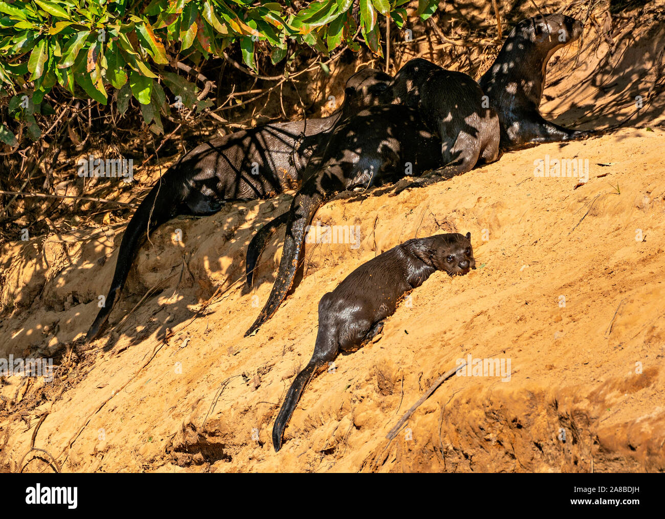 Giovani gigante Lontra di fiume Foto Stock