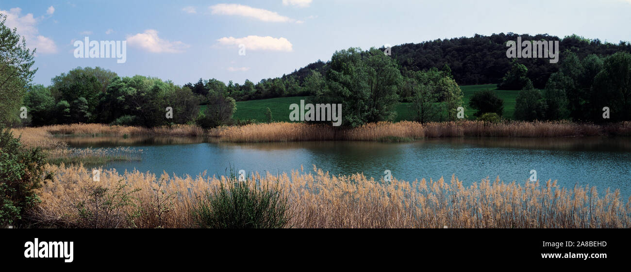 Erba alta in al lato dello stagno, Provence-Alpes-Côte d'Azur, in Francia Foto Stock