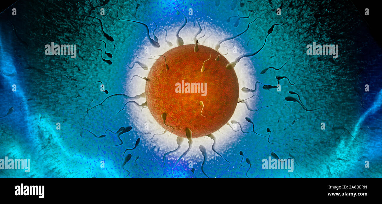 Uovo umano di essere fecondate con lo sperma Foto Stock