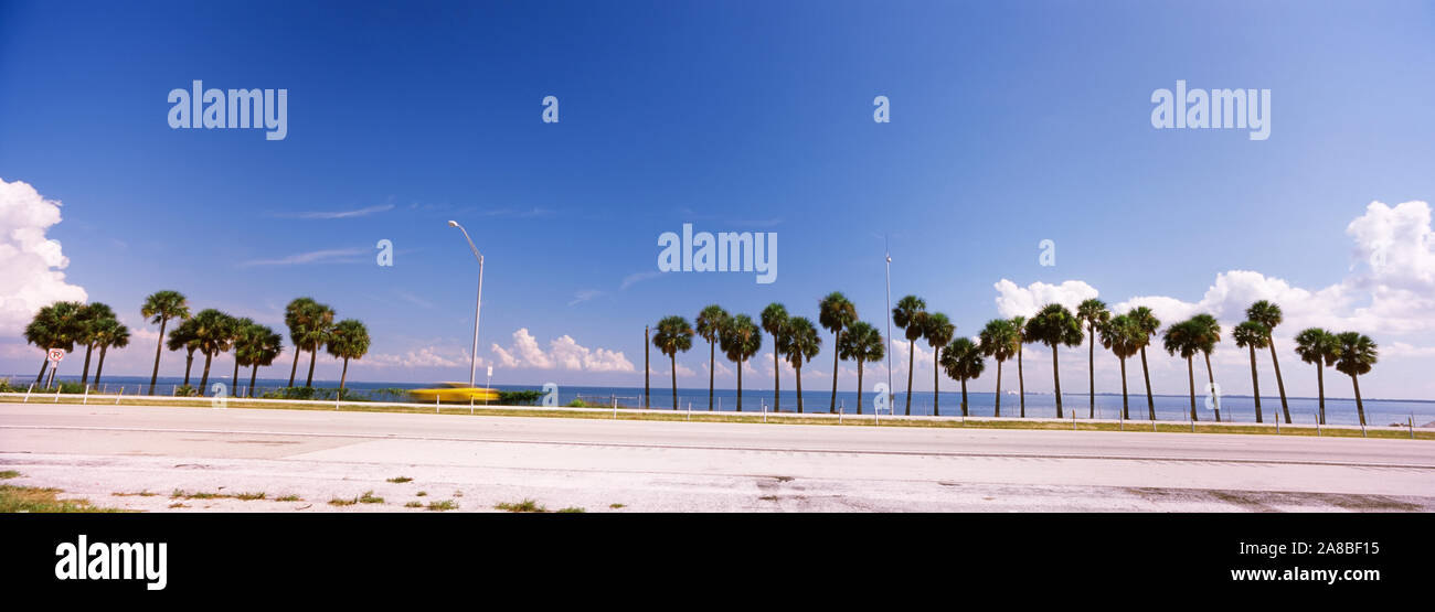 Palme presso la banchina, Interstate 275, Tampa Bay, Golfo del Messico, Florida, Stati Uniti d'America Foto Stock