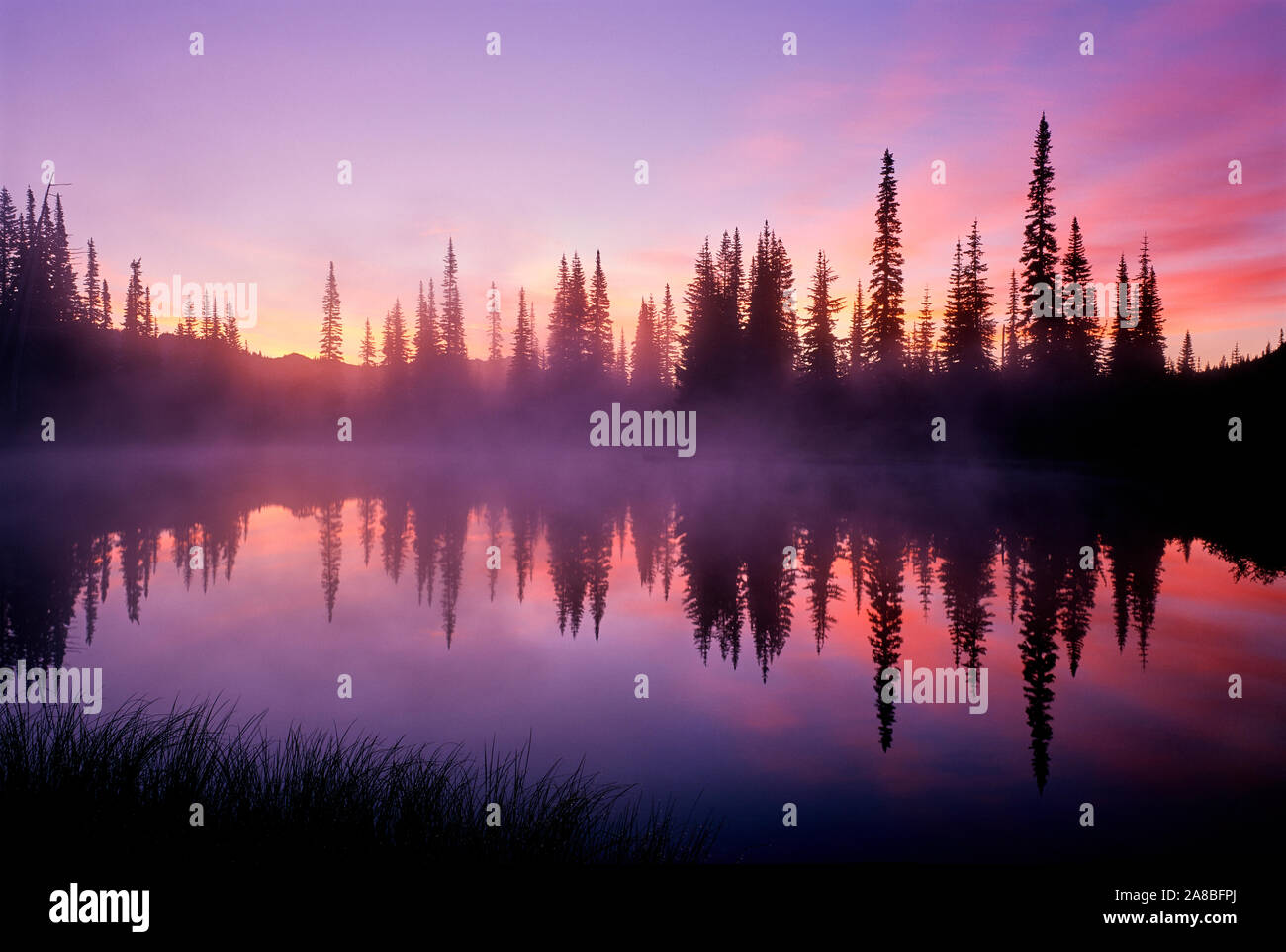 Gli abeti si riflettono nel lago di riflessione di sunrise, Mt Rainier National Park, nello Stato di Washington, USA Foto Stock