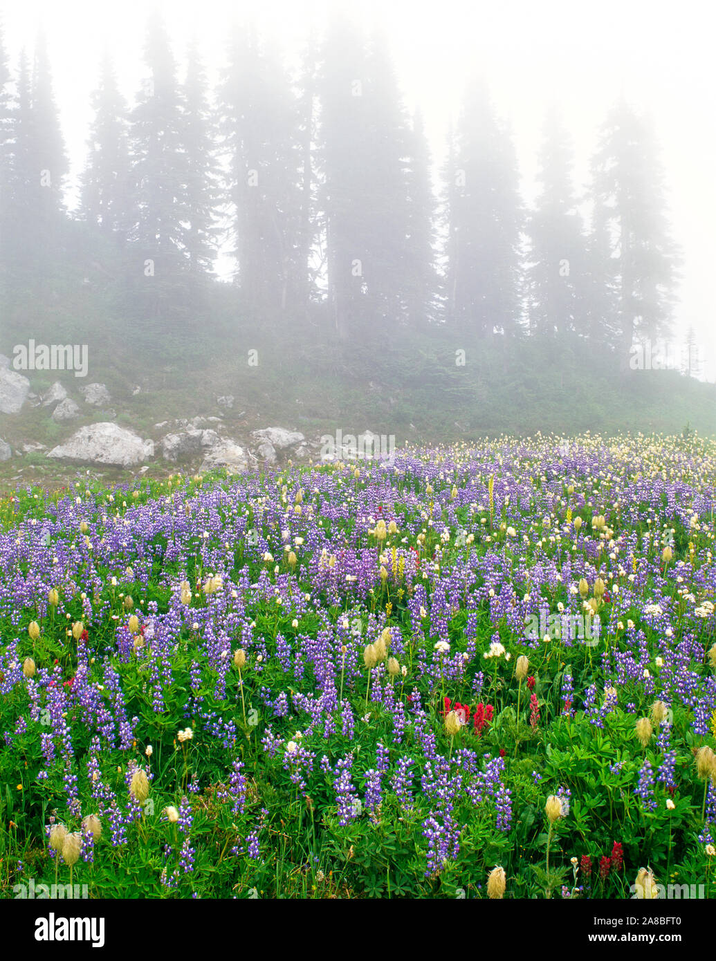 Lupino indiano e il pennello nella nebbia, Mazama Ridge, Mt Rainier National Park, nello Stato di Washington, USA Foto Stock