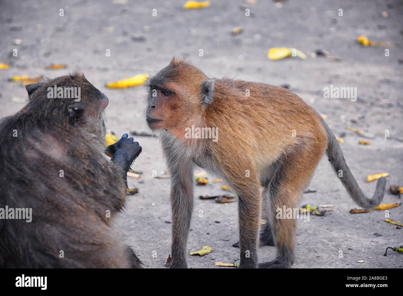 Macaque lunga coda di scimmia, close-up verticale seduta nella città di Phuket lungo il fiume. Del genere Macaca, costituiscono un genere di gregario Vecchio Mondo Foto Stock