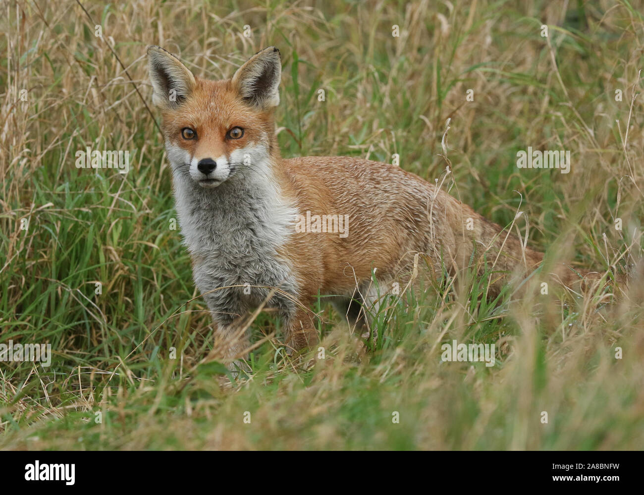 Un meraviglioso rosso selvatico, Fox Vulpes vulpes, a caccia di cibo in erba lunga. Foto Stock
