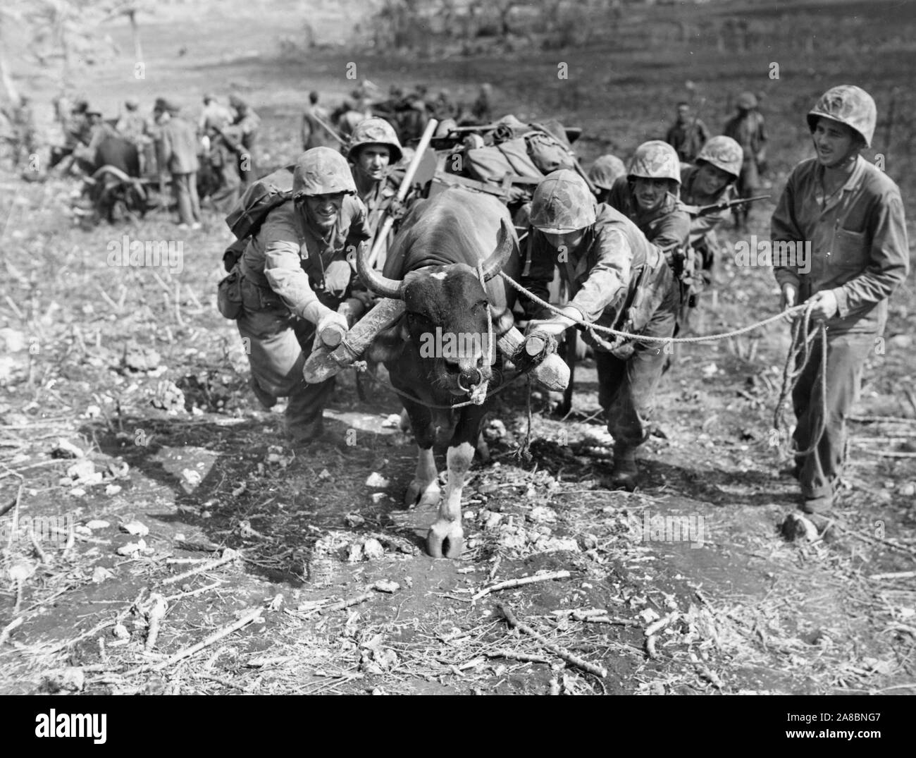 Marines usa un bue carrello per spostare le forniture alle linee del fronte del fighitng su Saipan Foto Stock