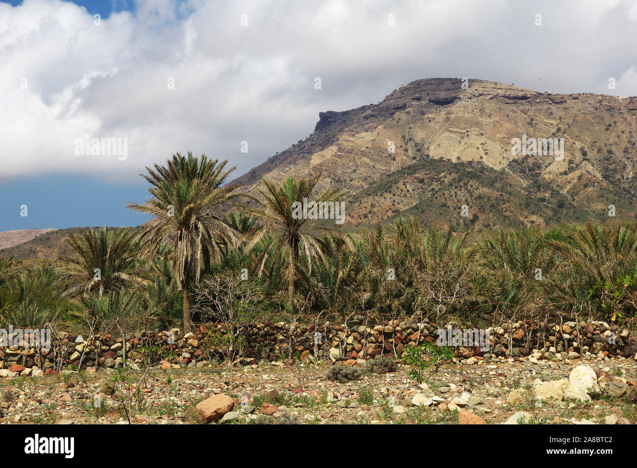 Il paesaggio sul altopiano Homhil, isola di Socotra, Oceano Indiano, Yemen Foto Stock