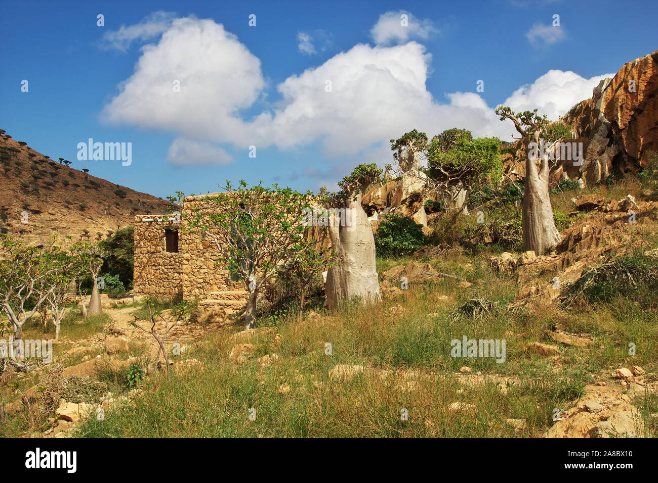 Struttura di bottiglia sull altopiano Homhil, isola di Socotra, Oceano Indiano, Yemen Foto Stock