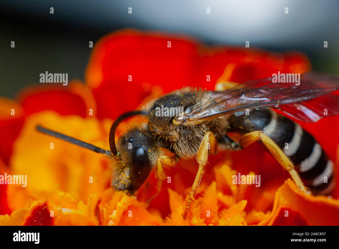 Foto macro di un piccolo wasp su un sbocciato fiore rosso, cerca di nettare Foto Stock