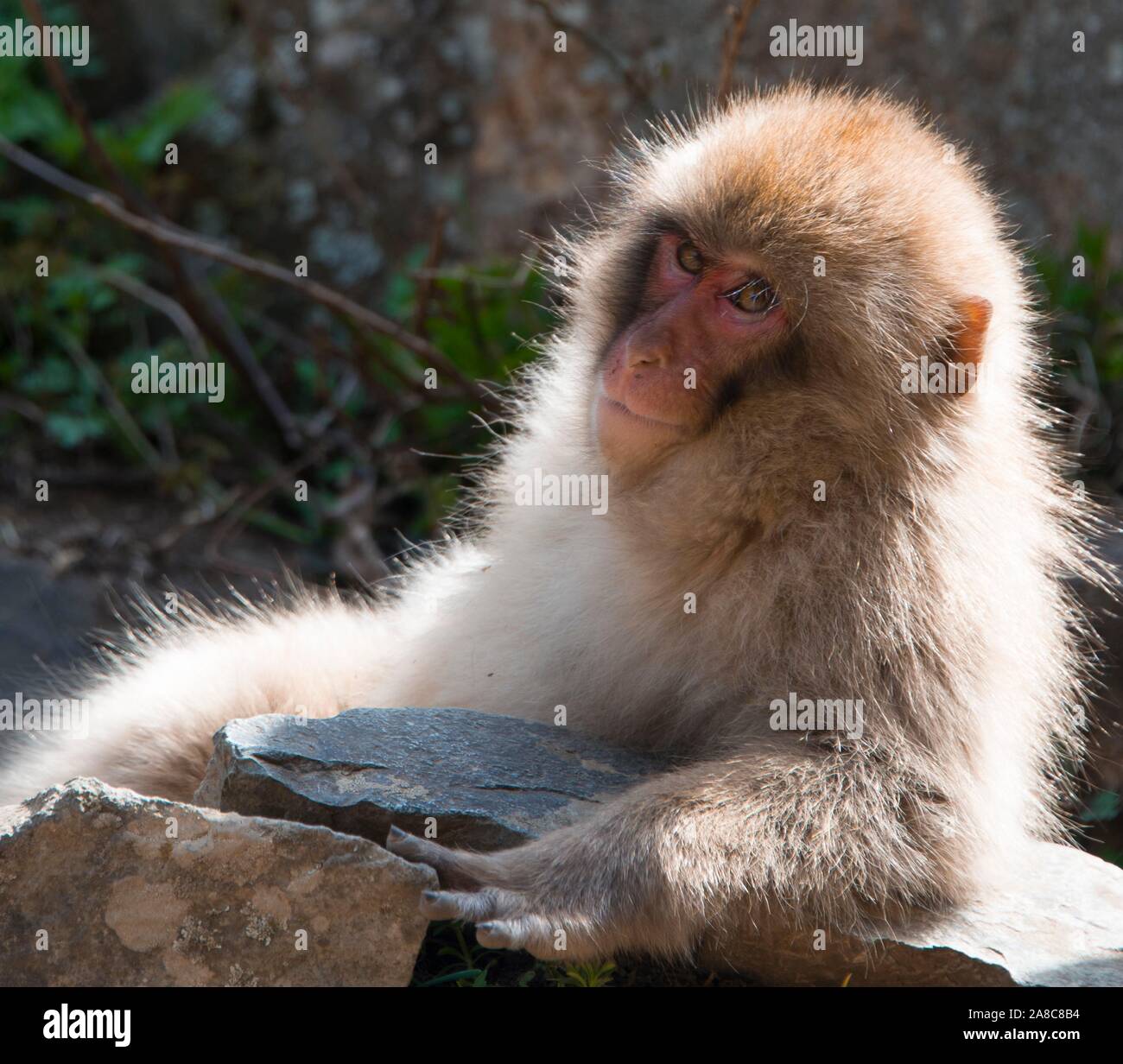 Macaque giapponese (Macaca fuscata) guarda questioningly nella fotocamera, free living, Yamanouchi, Prefettura di Nagano, isola di Honshu, Giappone Foto Stock