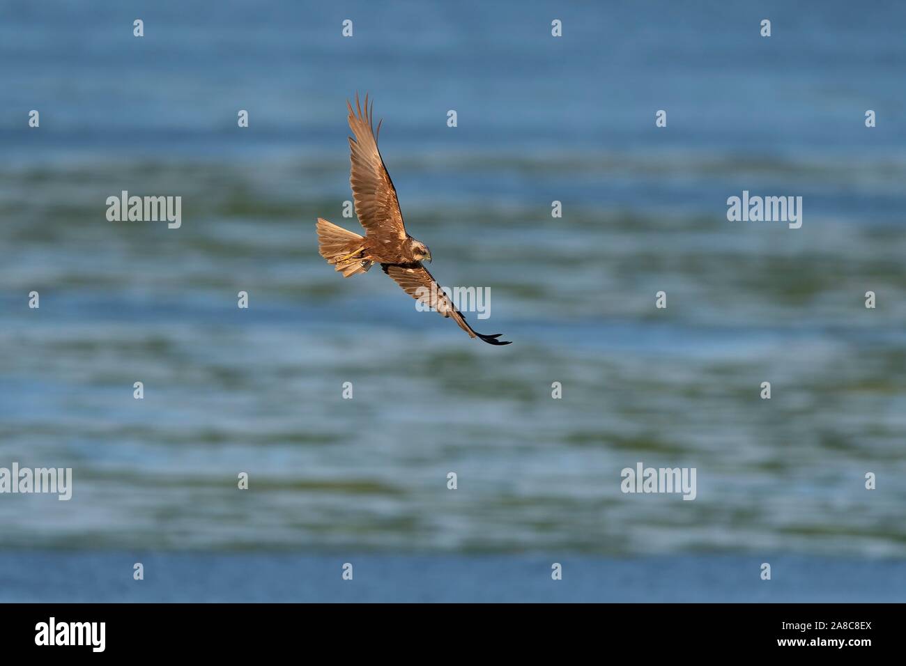 Western marsh-harrier (Circus aeruginosus) volando sopra una superficie di acqua, Texel, North Holland, Paesi Bassi Foto Stock