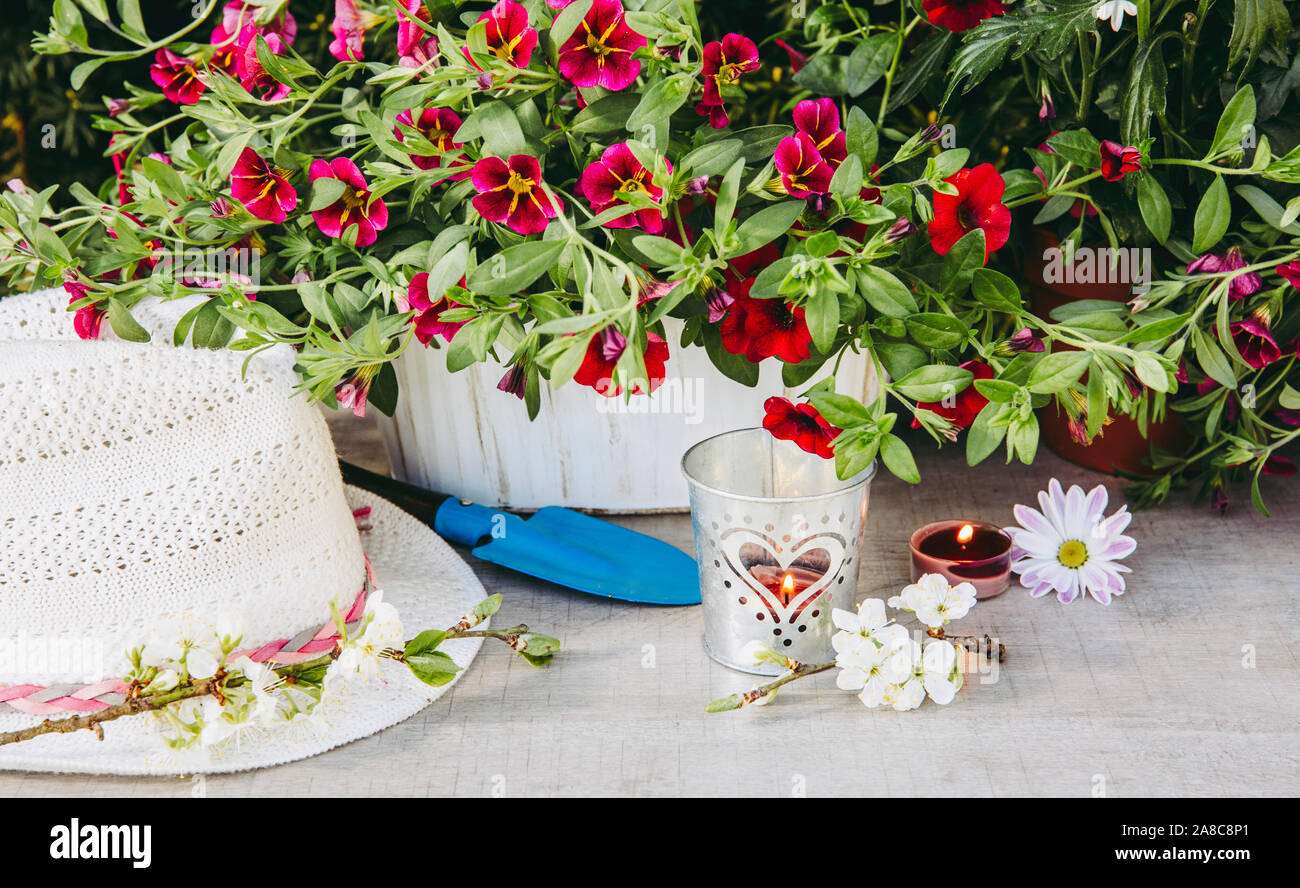 Molte diverse fiore rosa fiori in vasi e vari utensili da giardinaggio su tavola di legno, con giardino verde sullo sfondo di bush. Estate in giardino con Foto Stock