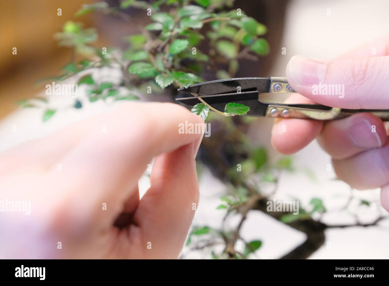 Le mani di un uomo con apposite forbici per potare i rami di legno del bonsai Foto Stock Le mani di un uomo con apposite forbici per potare i rami di legno del bonsai Foto Stock