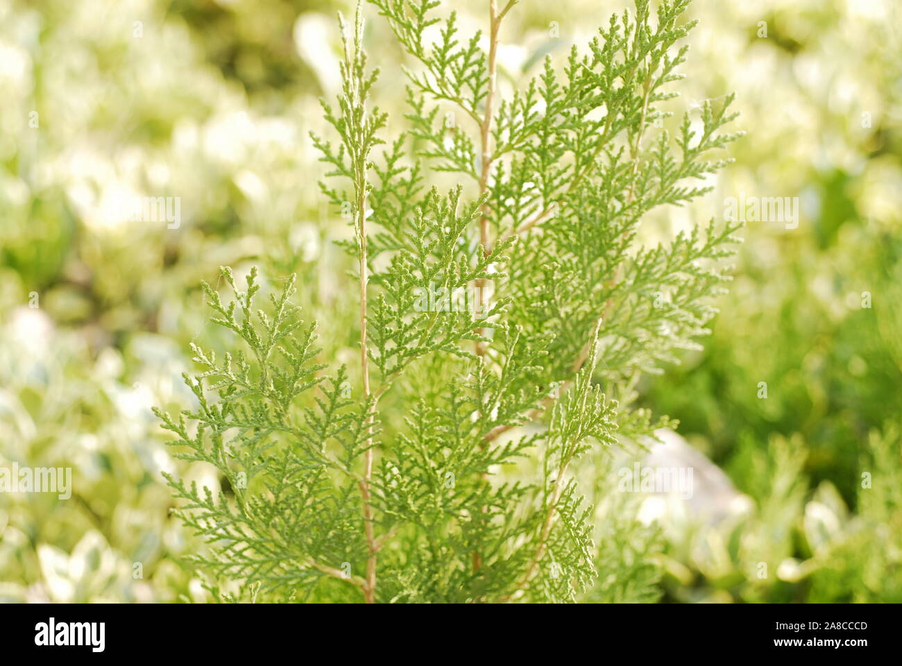 Rami sempreverdi per una buona protezione per gli occhi lo sfondo del desktop Foto Stock
