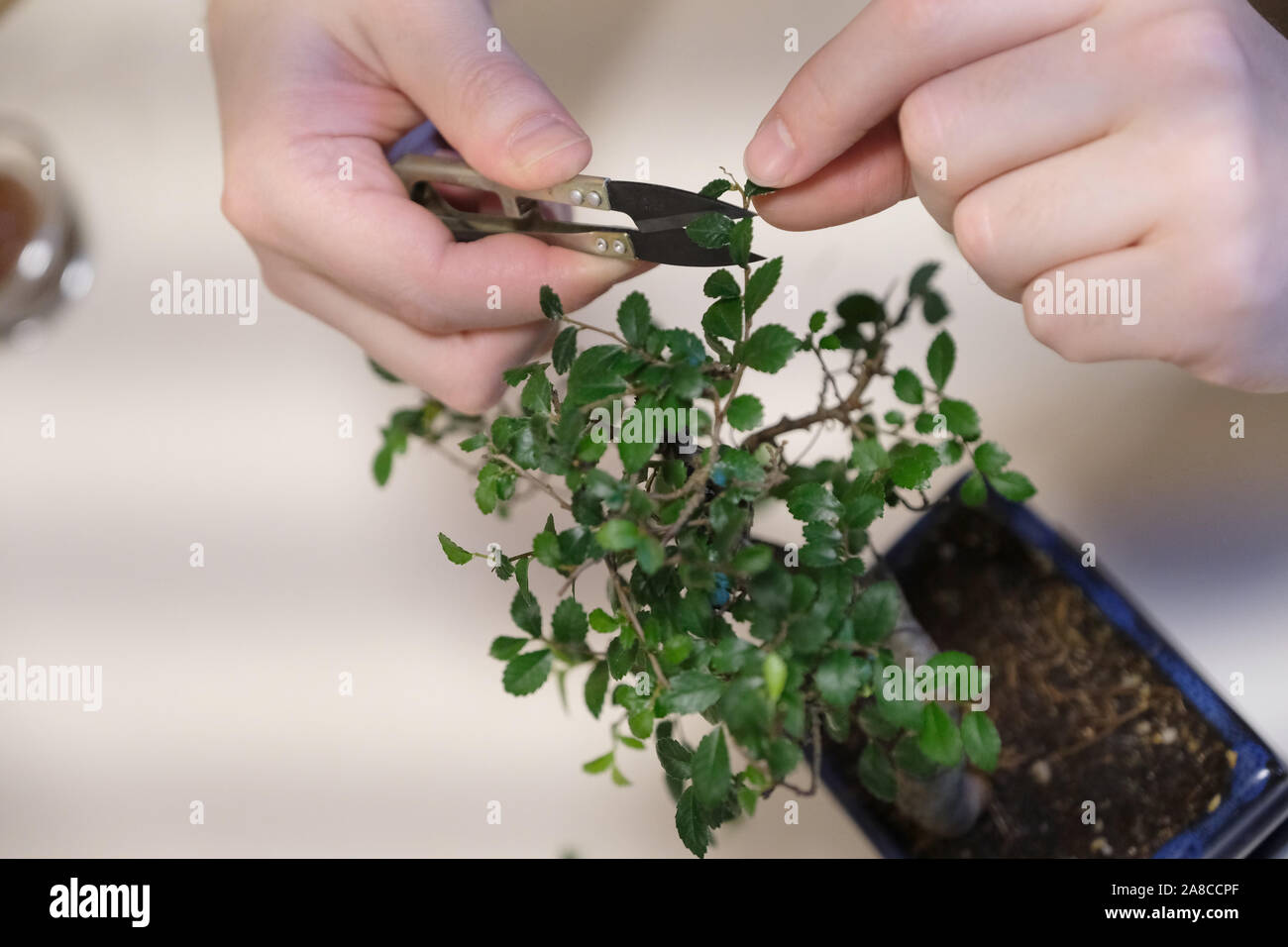 Un uomo al lavoro su sagomando la corona di un piccolo albero di bonsai Foto Stock Un uomo al lavoro su sagomando la corona di un piccolo albero di bonsai Foto Stock