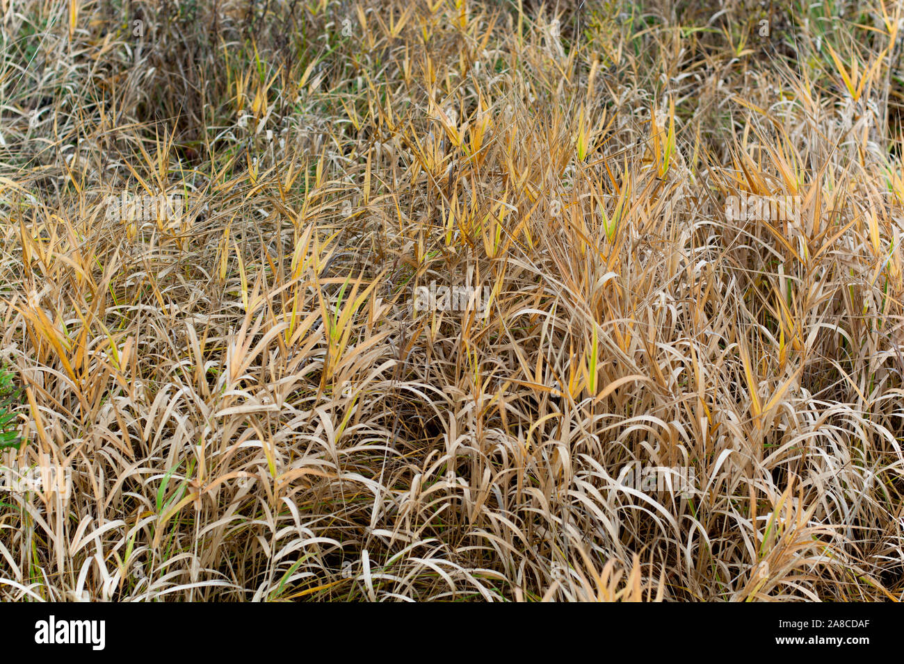 Caduta di erba gialla sfondo stile la vignettatura Foto Stock