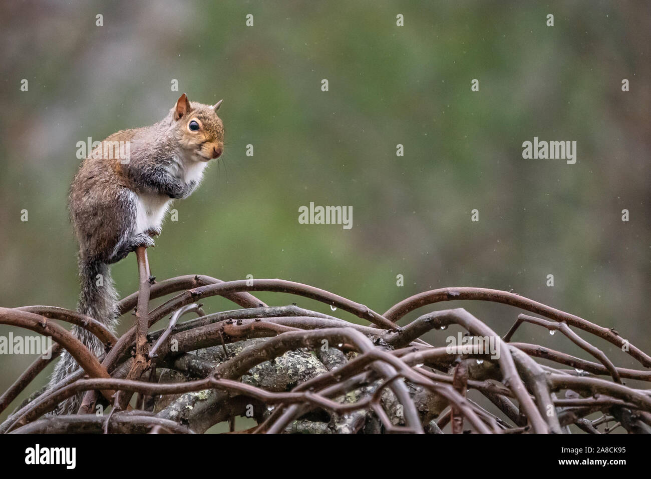 Vista piena di scoiattolo appollaiato su rami con copia spazio su uno sfondo verde Foto Stock