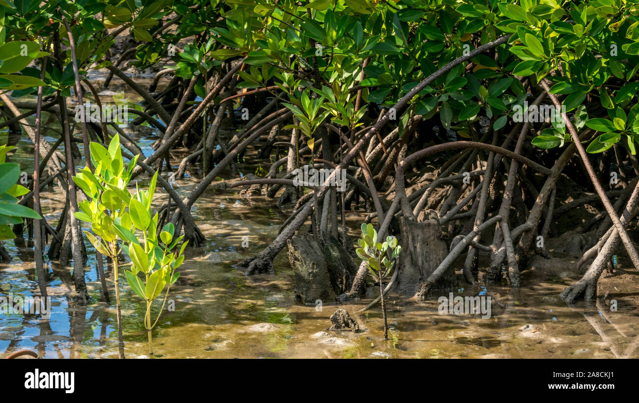 Mangrovie, honko in lingua malagasiana vicino a Tulear, progetto di rimboschimento delle ONG Foto Stock