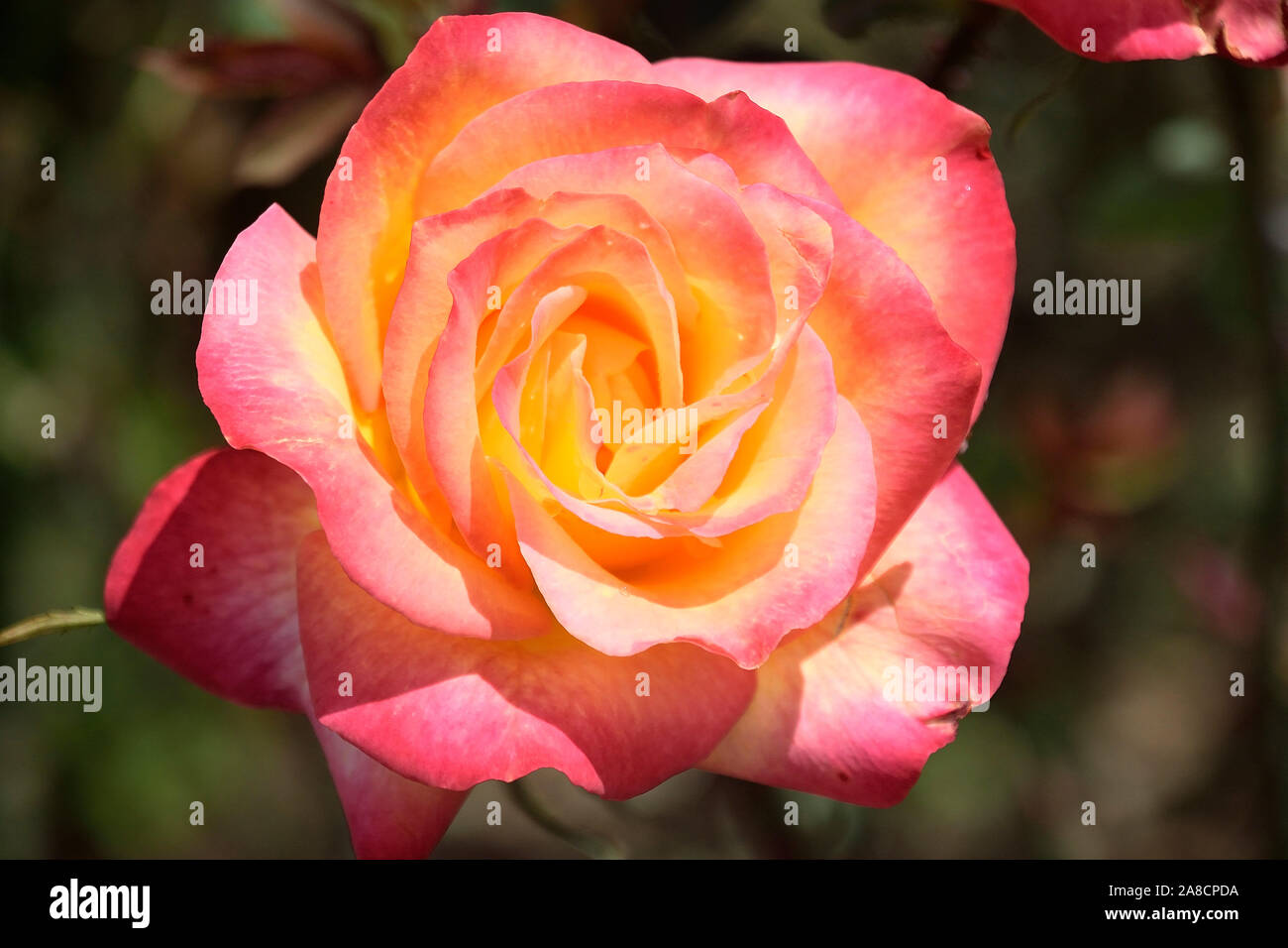 fiori di rosa sorprendenti in fiore nel giardino Foto Stock