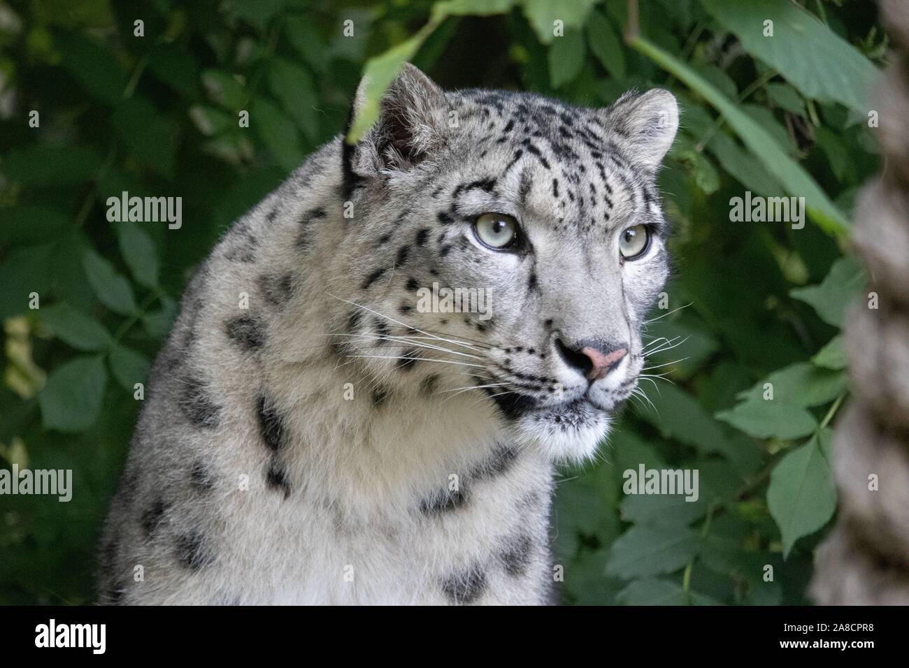 Femmina di Snow Leopard, Taïga (Panthera uncia) Foto Stock