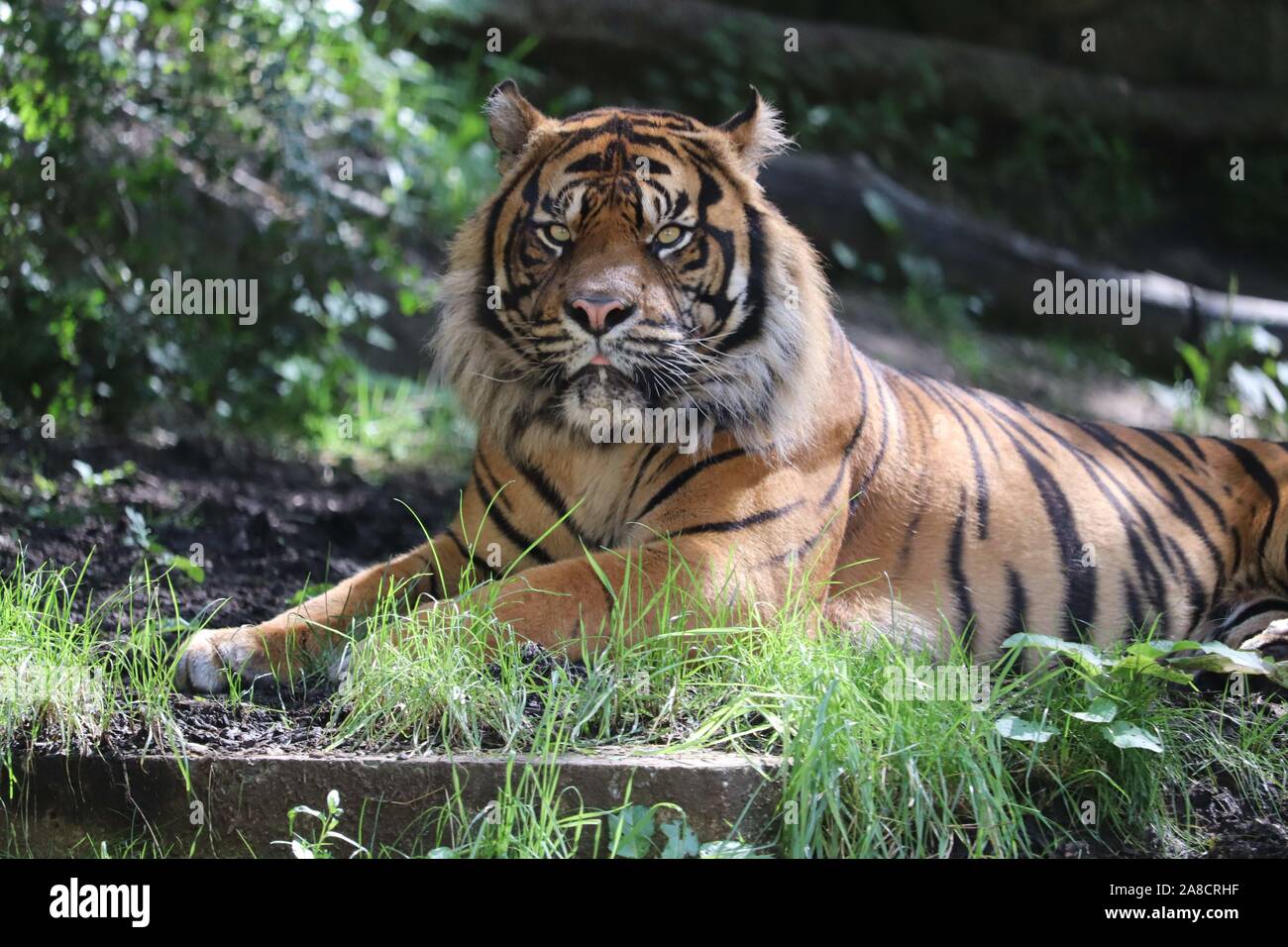 Maschio di tigre di Sumatra, Joao (Panthera tigris sumatrae) Foto Stock