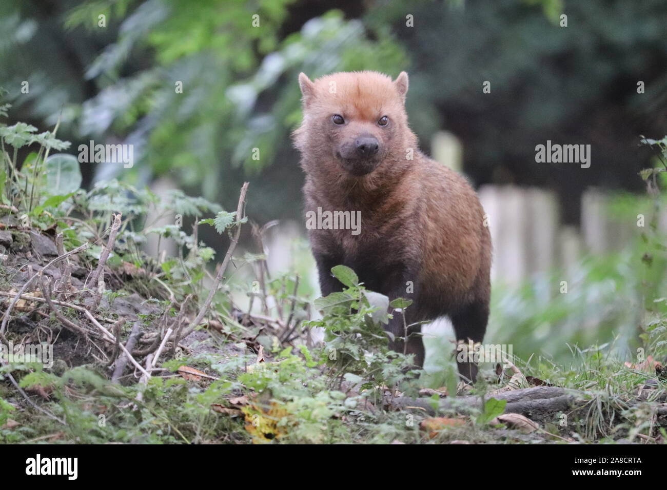 Boccola femmina cane (Speothos venaticus) Foto Stock