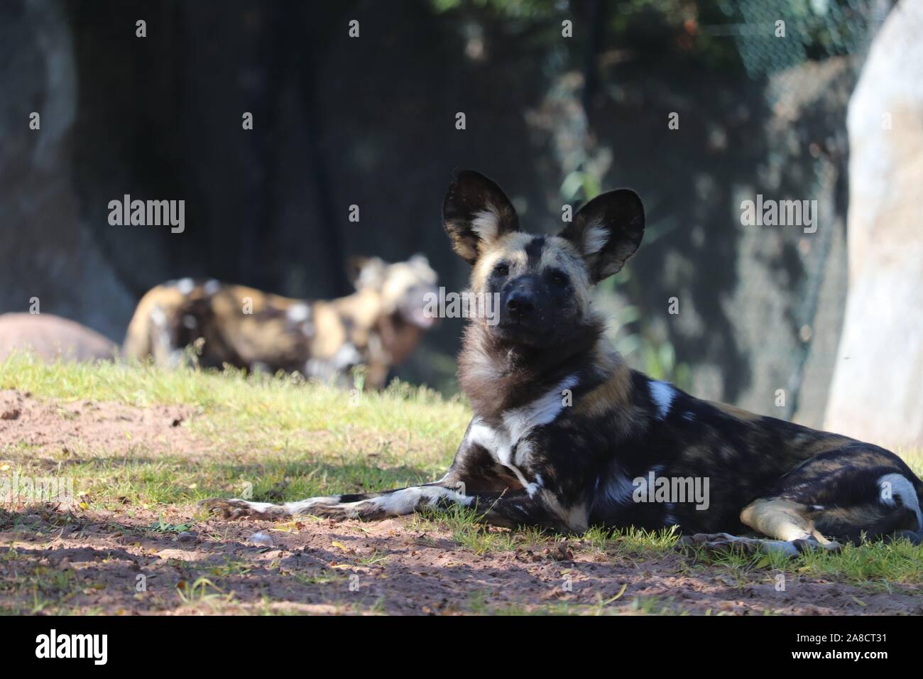 African Wild Dog (Lycaon pictus) Foto Stock