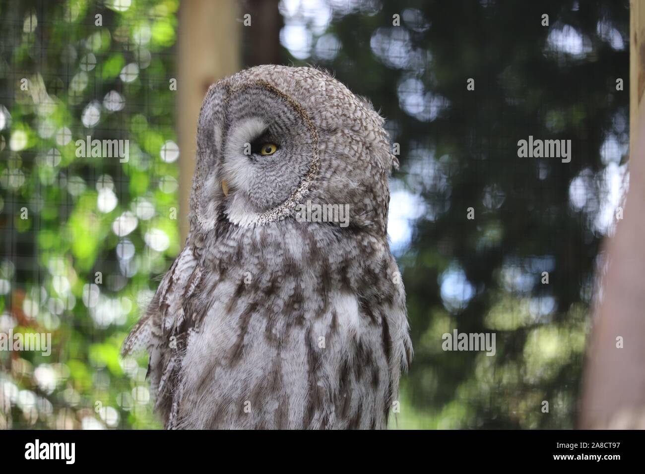 Femmina grigio grande gufo, Ursula (Strix nebulosa) Foto Stock