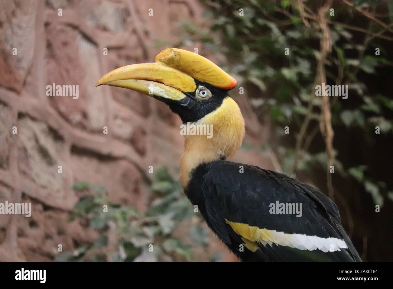 Femmina grande Hornbill (Buceros simum) Foto Stock