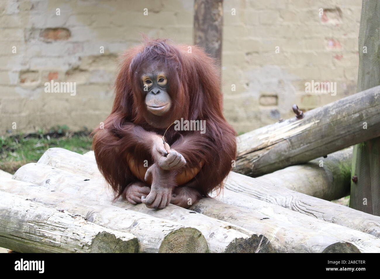 Femmina Bornean orangutan, germogliano (Pongo pygmaeus) Foto Stock
