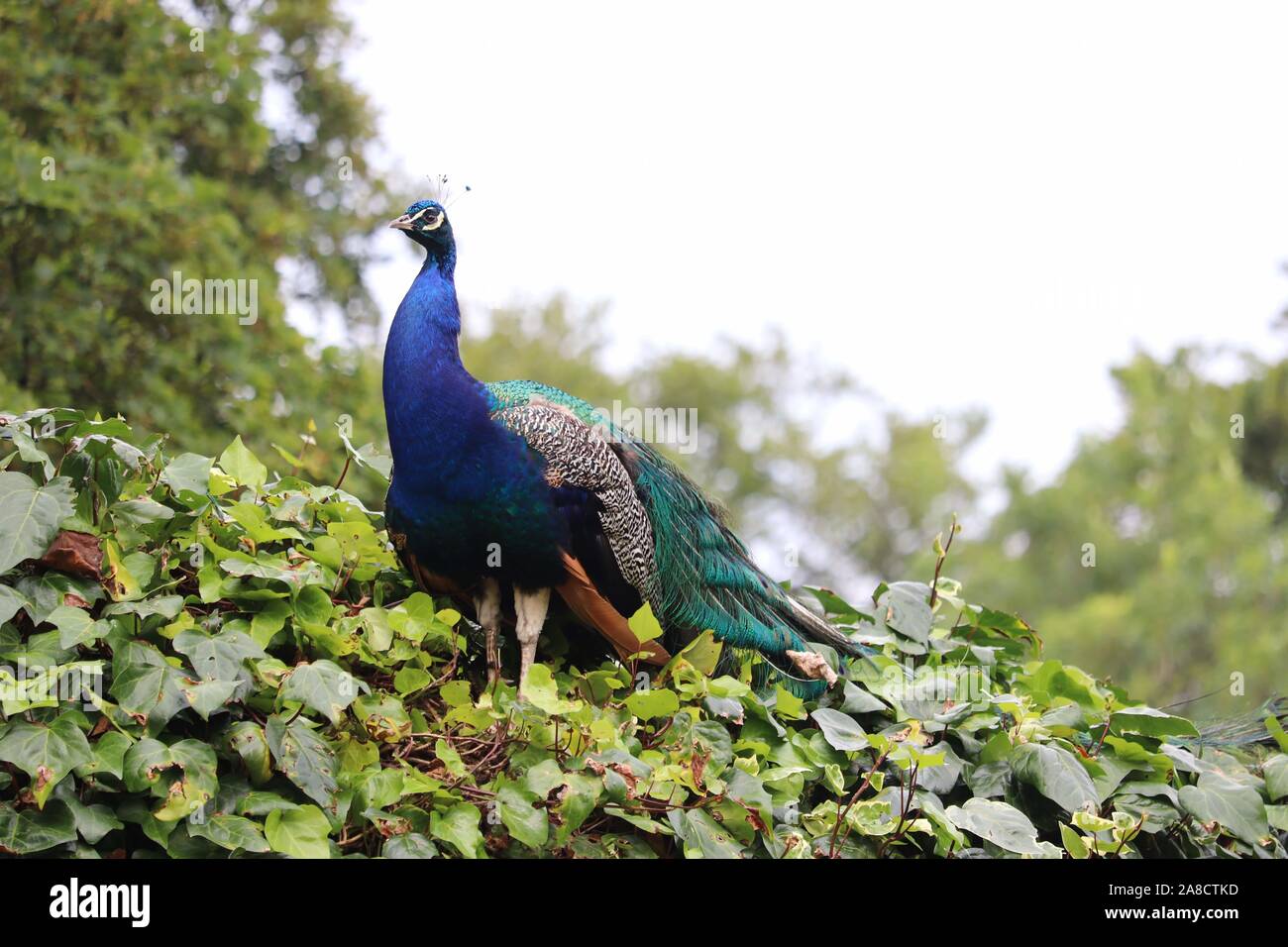Indiano maschio blu pavone (Pavo cristatus) Foto Stock