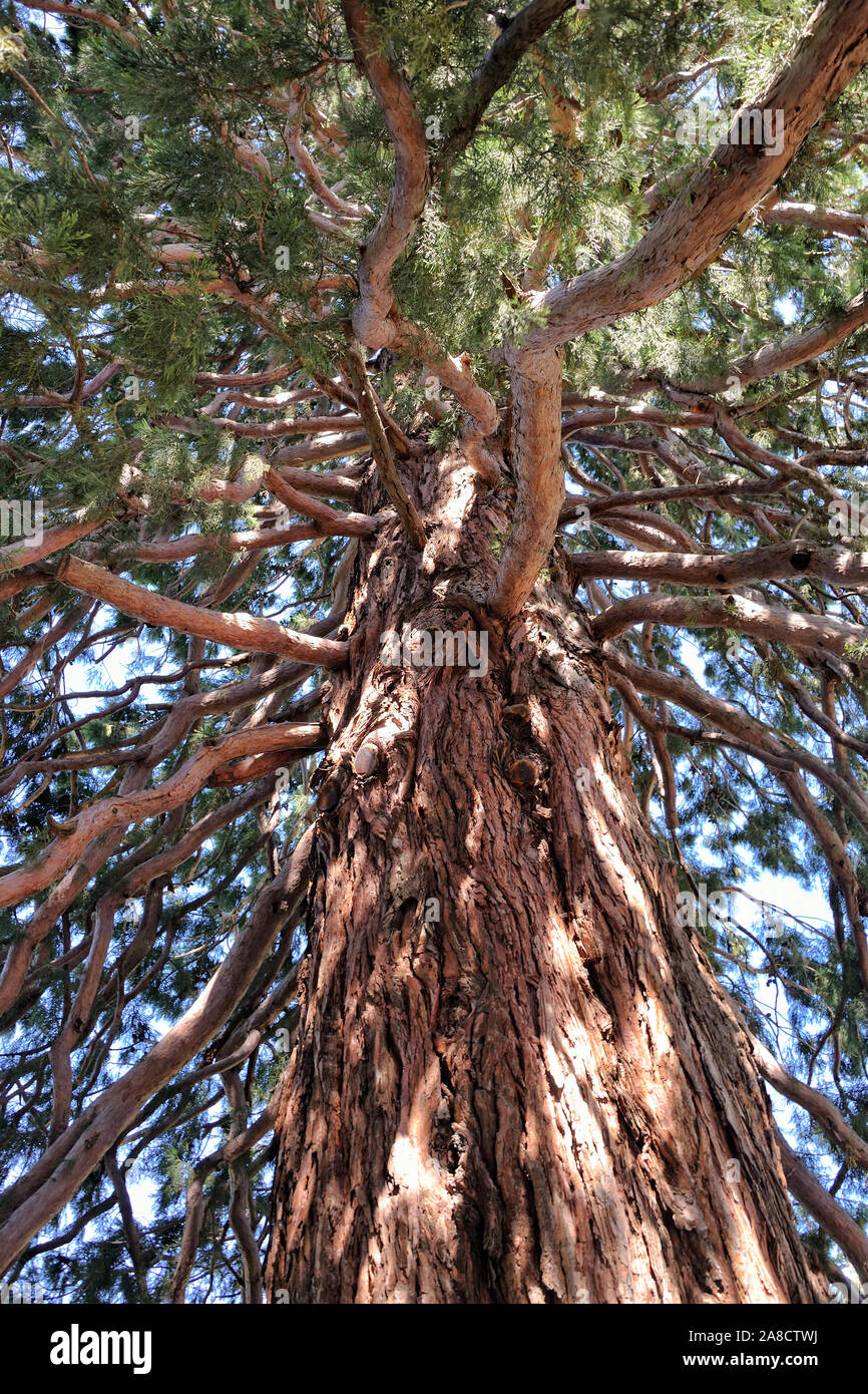 Tronco di un enorme albero nel Parco di Massandra Foto Stock