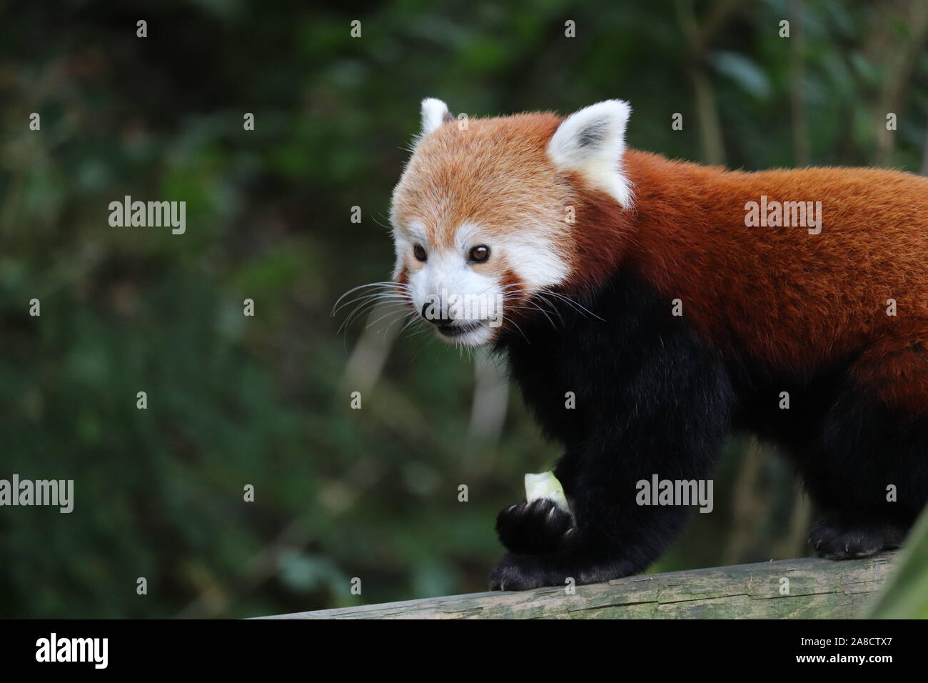 Maschio di panda rosso, Gawa (Ailurus fulgens) Foto Stock