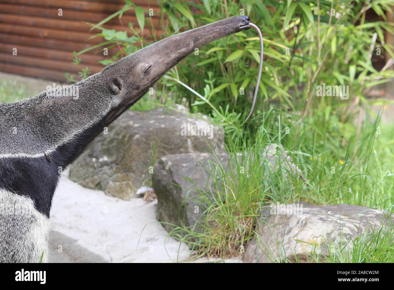 Femmina Anteater Gigante, Romy (Myrmecophaga tridactyla) Foto Stock